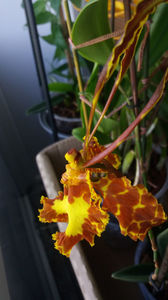 psychopsis papilio mariposa GV; Hellooooo!
