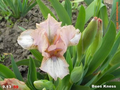 Bees knees; Pitic?

