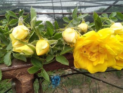 persian yellow feotida; infloreste o data pe an
