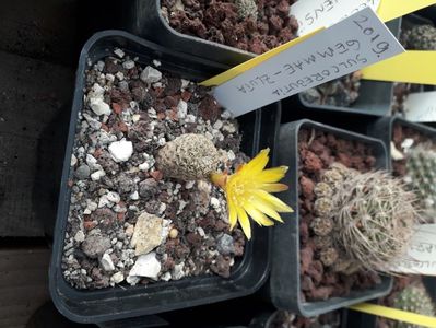 Sulcorebutia Gemae