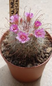 Mammillaria bombycina