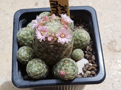 Mammillaria giselae