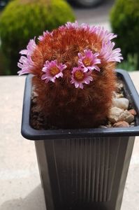 Mammillaria carmenae