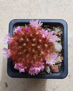 Mammillaria carmenae