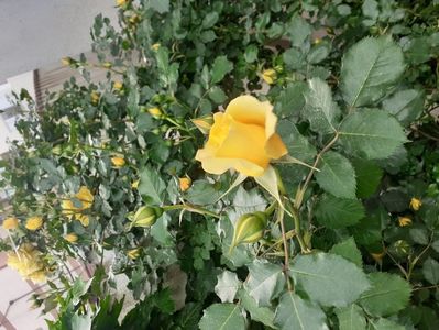 IMG-20200515-WA0062; Rimosa
