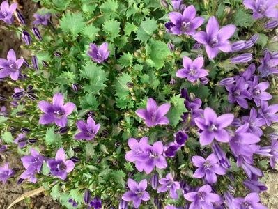 IMG-20200515-WA0041; Campanula vesnic verde

