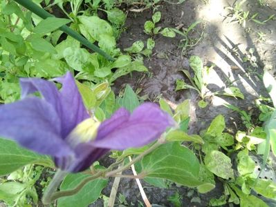 arabella; clematita
