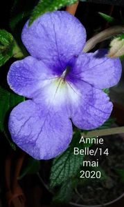 1-Annie Belle :14 mai 2020