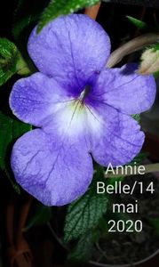 1-Annie Belle:14 mai 2020