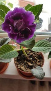 17.05.2020; Gloxinia
