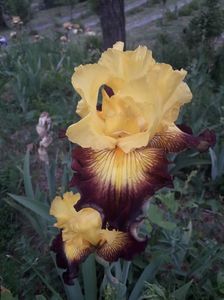 IMG-20200517-WA0076
