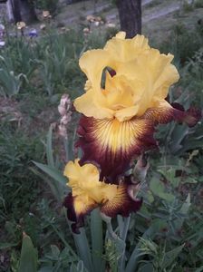 IMG-20200517-WA0075