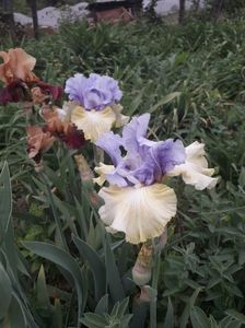 IMG-20200517-WA0072