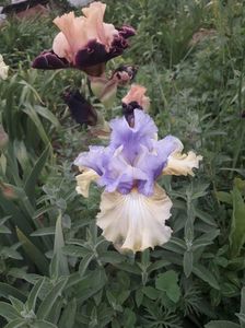 IMG-20200517-WA0073