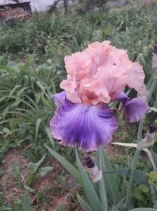 IMG-20200517-WA0071