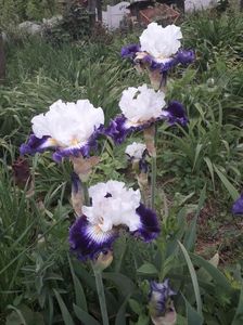IMG-20200517-WA0070