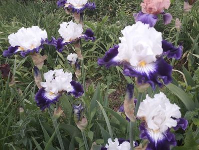 IMG-20200517-WA0069