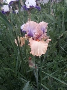 IMG-20200517-WA0064