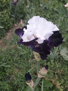 IMG-20200517-WA0065