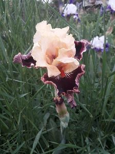 IMG-20200517-WA0063