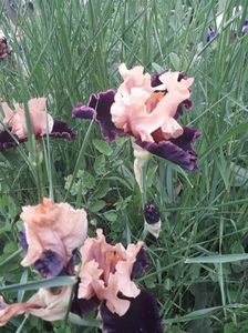 IMG-20200517-WA0060