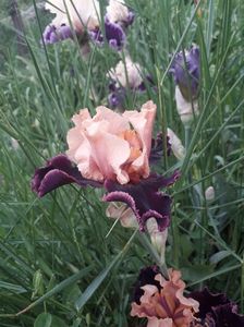 IMG-20200517-WA0061