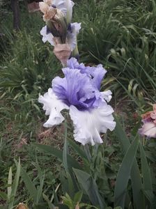 IMG-20200517-WA0058