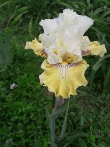IMG-20200517-WA0057