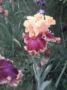 IMG-20200517-WA0055
