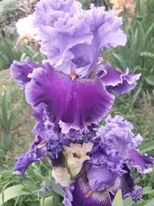 IMG-20200517-WA0052