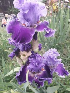 IMG-20200517-WA0051