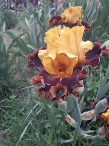 IMG-20200517-WA0050