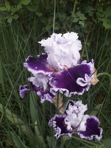 IMG-20200517-WA0049