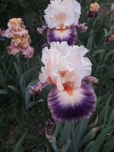 IMG-20200517-WA0046