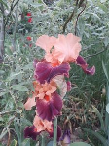 IMG-20200517-WA0045