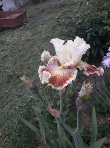 IMG-20200517-WA0044