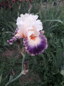 IMG-20200517-WA0040