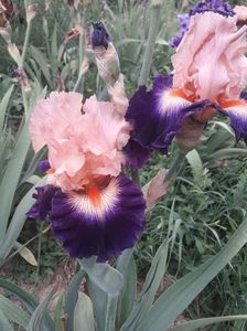 IMG-20200517-WA0038