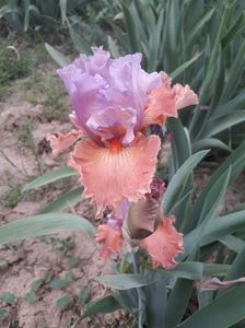 IMG-20200517-WA0037