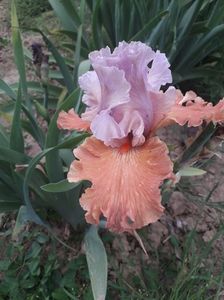 IMG-20200517-WA0036