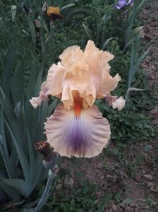 IMG-20200517-WA0034
