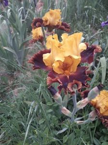 IMG-20200517-WA0033