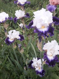 IMG-20200517-WA0031