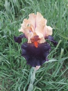 IMG-20200517-WA0030