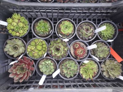 Sempervivum 4