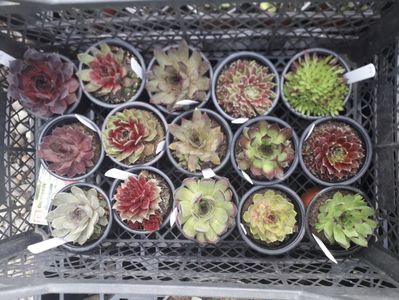 Sempervivum 5