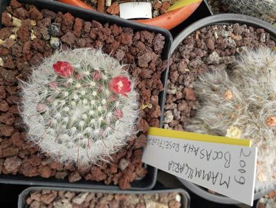 Mammillaria bocasana v roseiflora