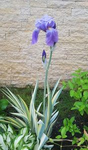 Variegat si parfumat