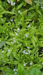 Myosotis