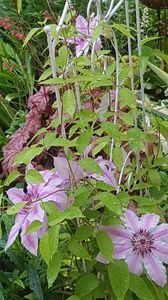 Clematita Neli Moser